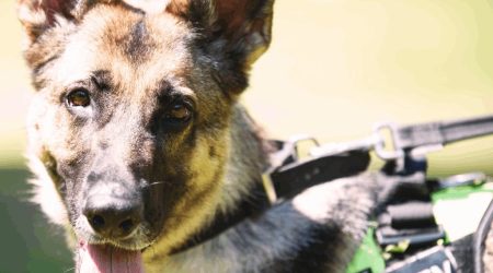 Serviço de Vigilância com Cães