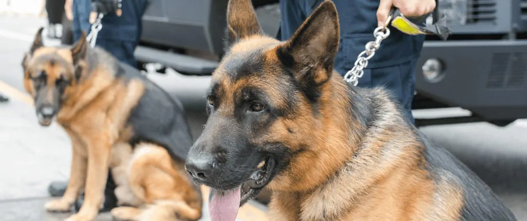 Quando utilizar serviços de vigilância com cães