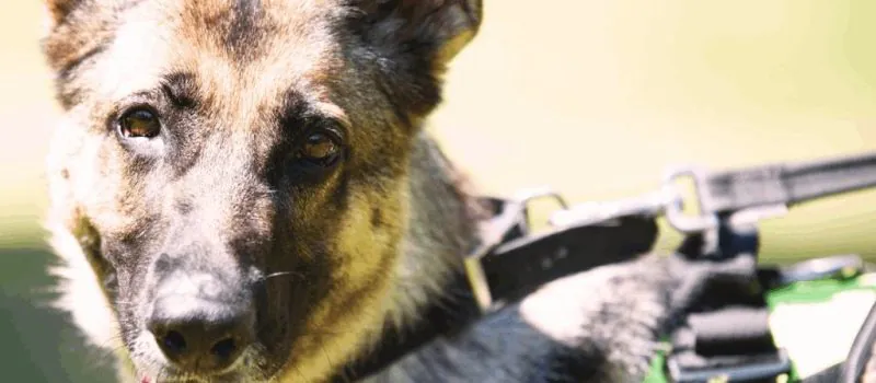 Serviço de Vigilância com Cães